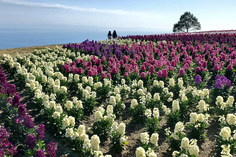 A landscape covered in stock flowers