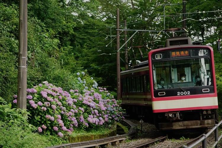 Hakone Tozan Railway and Hydrangeas rounding a curve near Ohidai Station