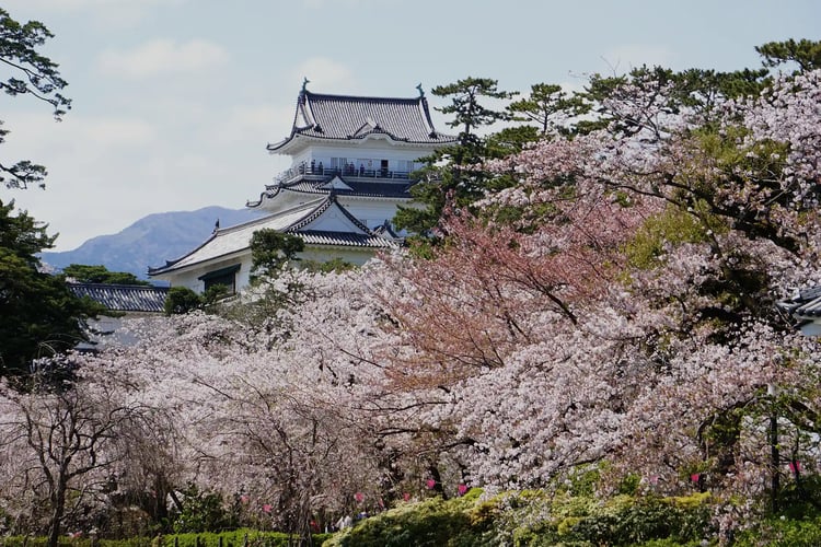 Odawara Castle Park and the Main Keep in Full Bloom