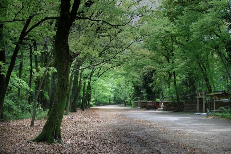 Tadasu no Mori (Tadasu Forest) in Kyoto
