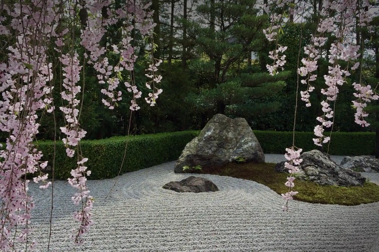 The spirit of Wabi-Sabi a dry landscape garden and weeping cherry blossoms