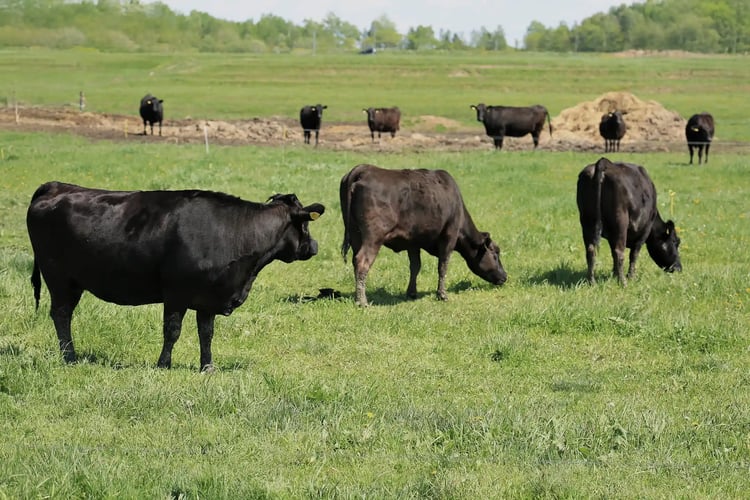 Image of Wagyu cattle grazing