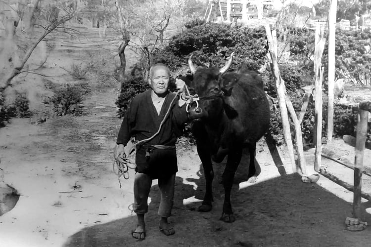 Historic photo of Tajima beef