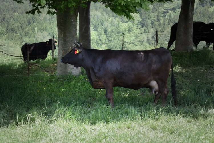 Grazing of Wagyu cattle
