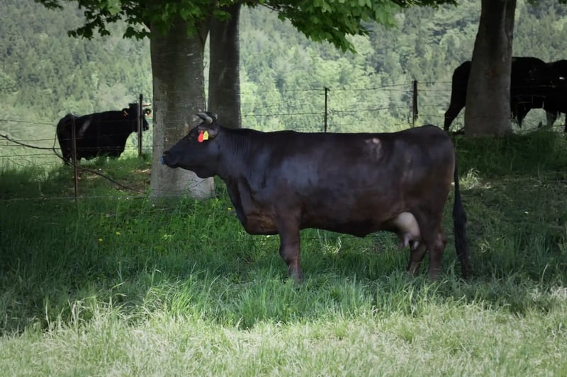 Tajima cattle grazing in Hyogo, the single source herd for Kobe beef
