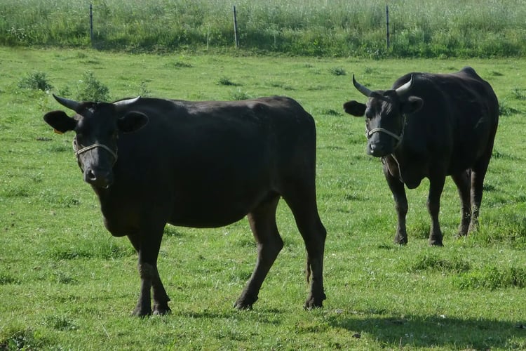 Japanese Black Wagyu farm