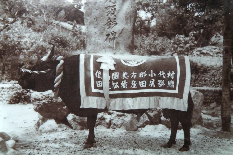 The famous Tajima cow Tajiri-go