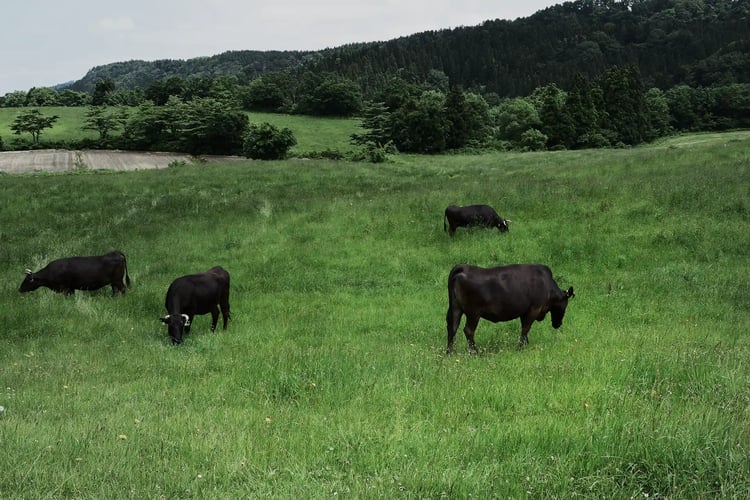 Pasture-raised Japanese Black Wagyu on a highland farm