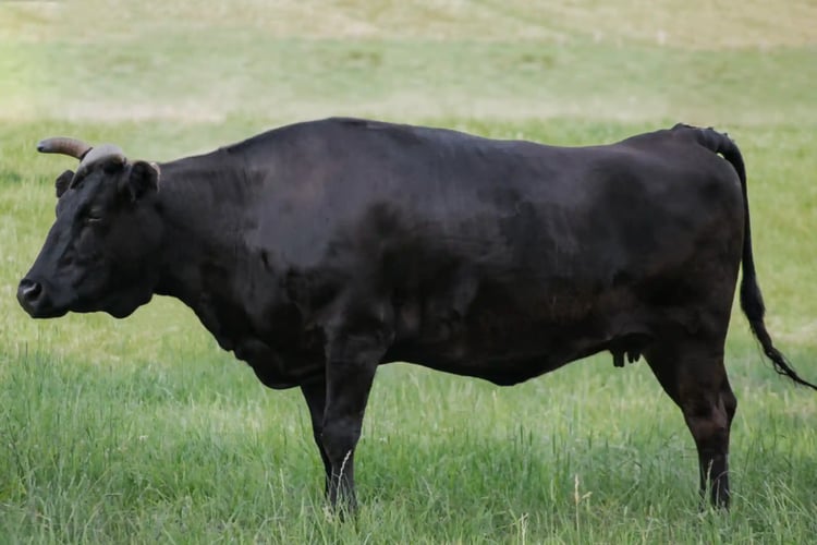 Pasture-raised Japanese Black beef