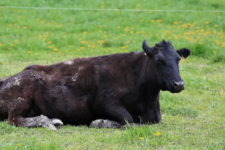 Raised in a blessed environment with the clear streams of the beautiful Miyagawa River and pure air
