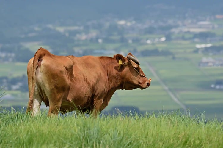 Japanese Red Wagyu raised in the excellent natural environment of Kyushu