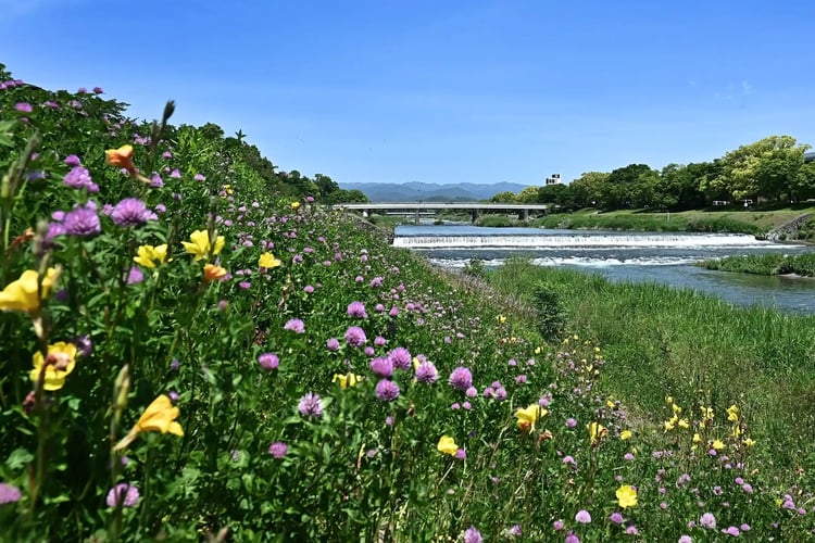 A clear May day on the Kamo River in Kyoto, with blooming wildflowers