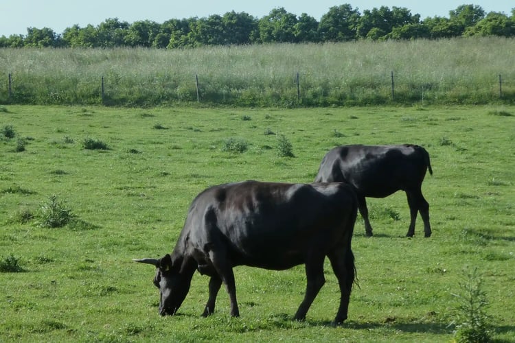 Kuroge Wagyu (Japanese Black Beef) Raised on Pasture in a Beautiful Environment