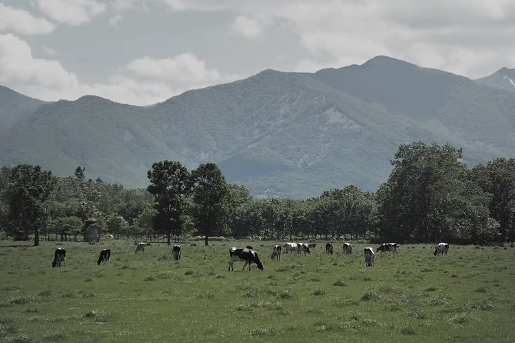 Wagyu Rearing Environment