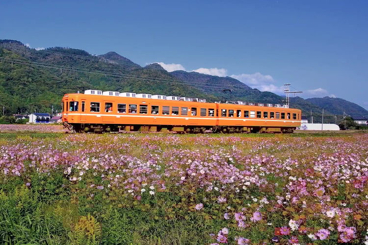An orange train and a field of cosmos flowers on the Ichibata Electric Railway