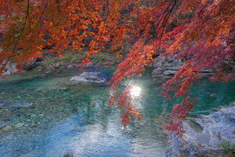 Japanese maple trees and a clear stream