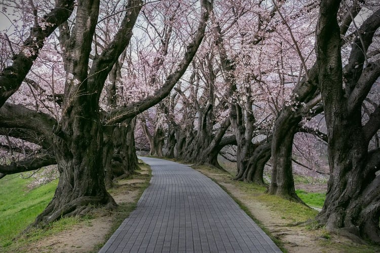 Walking along a row of cherry trees