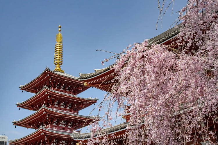 Cherries blossoms and a five-story pagoda