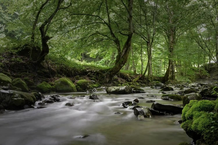 Forest bathing and relaxation in Yakushima