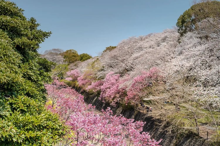 Cherry blossoms in full bloom standing out against the clear blue sky
