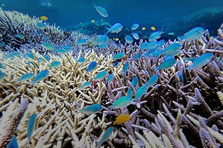The breathtakingly beautiful sea of Okinawa and its tropical fish