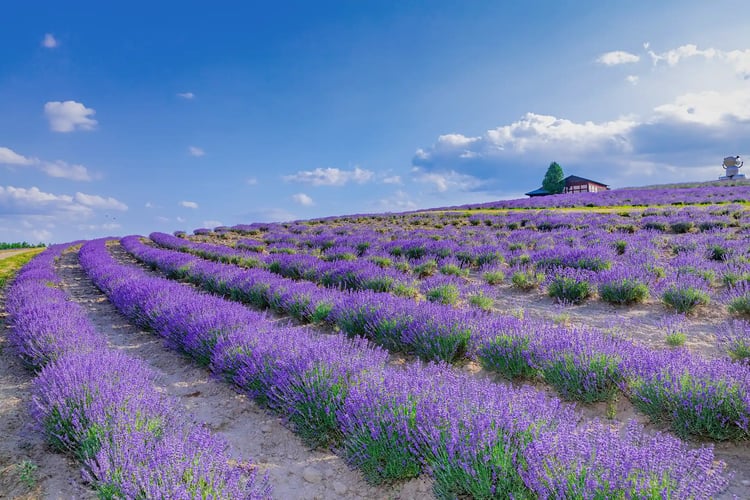 The lavender fields at Flower Land Kamifurano, with the sun behind them