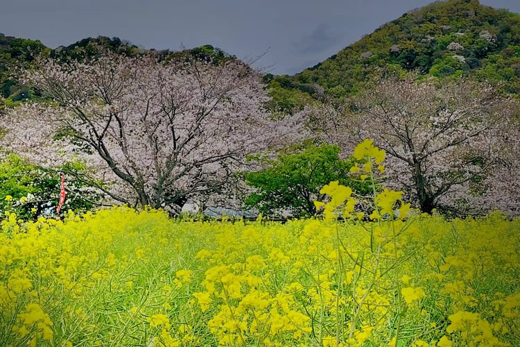 Cherry blossom trees lining a field of canola flowers