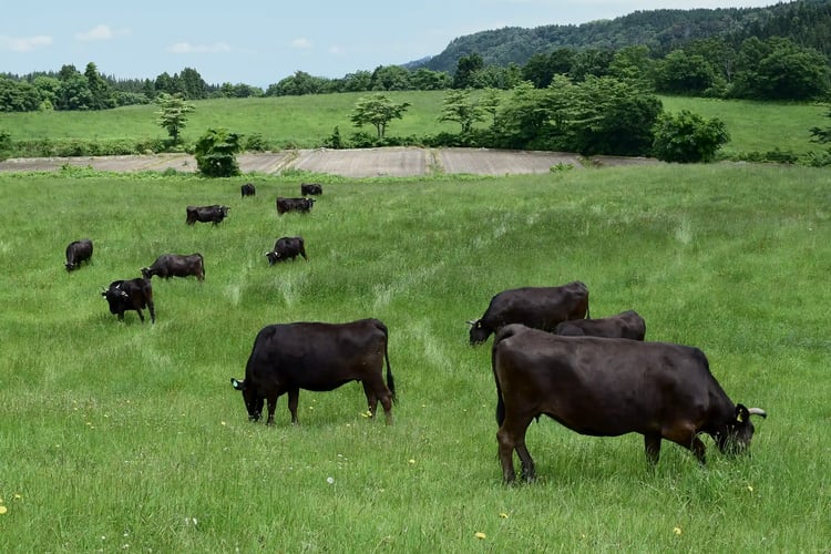 Cows grazing at a highland pasture