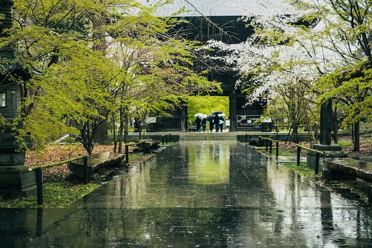 Rainy cherry blossoms at Gotoku-ji Temple, Setagaya, Tokyo