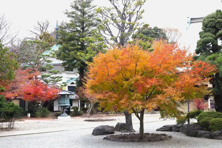 The beautiful garden of Gotoku-ji Temple with autumn leaves