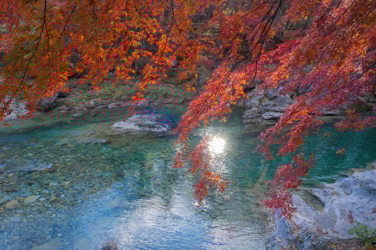 Maple trees and a clear stream