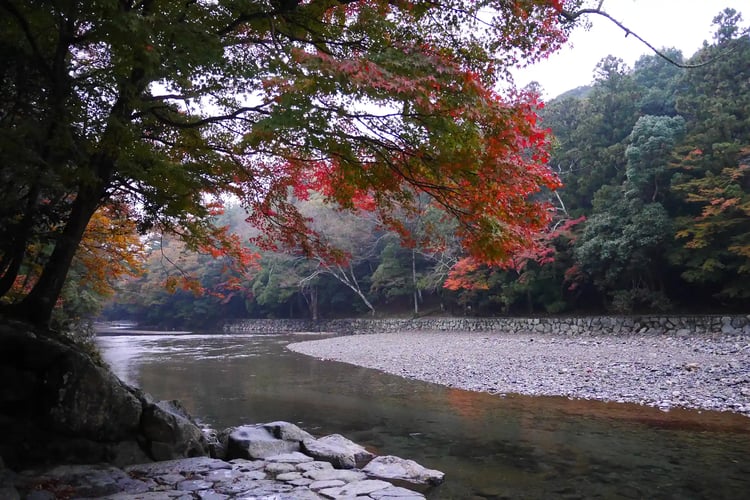 Autumn Leaves and the Murmuring River at Ise Grand Shrine