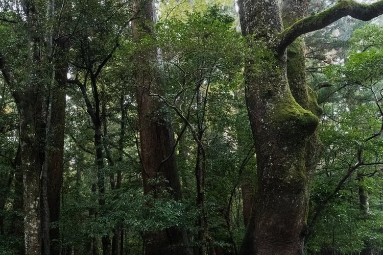 Descriptions of Moist Woods at Ise Grand Shrine