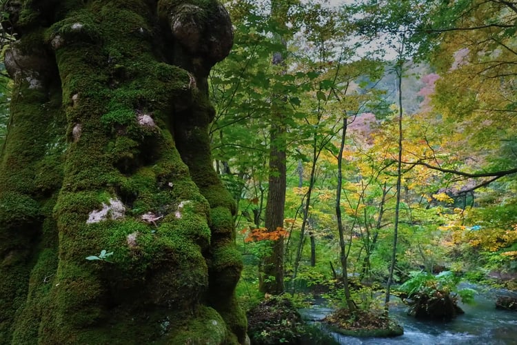 Taking a walk through the autumn woods of the Oirase Gorge