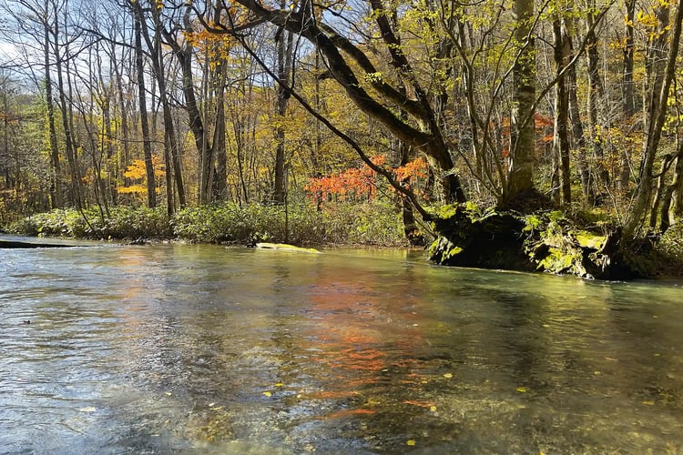 The serene autumn current of the Oirase Gorge