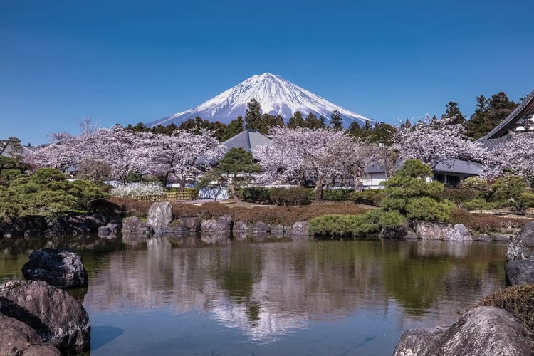 Sakura (Cherry Blossoms) at Taiseki-ji Temple, Shizuoka Prefecture
