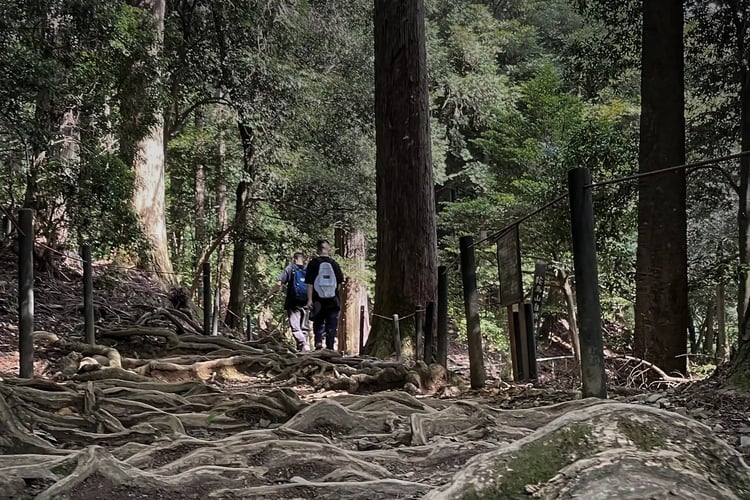 Kino-nedo Trail (Tree Root Path) from Kurama to Kibune, Kyoto