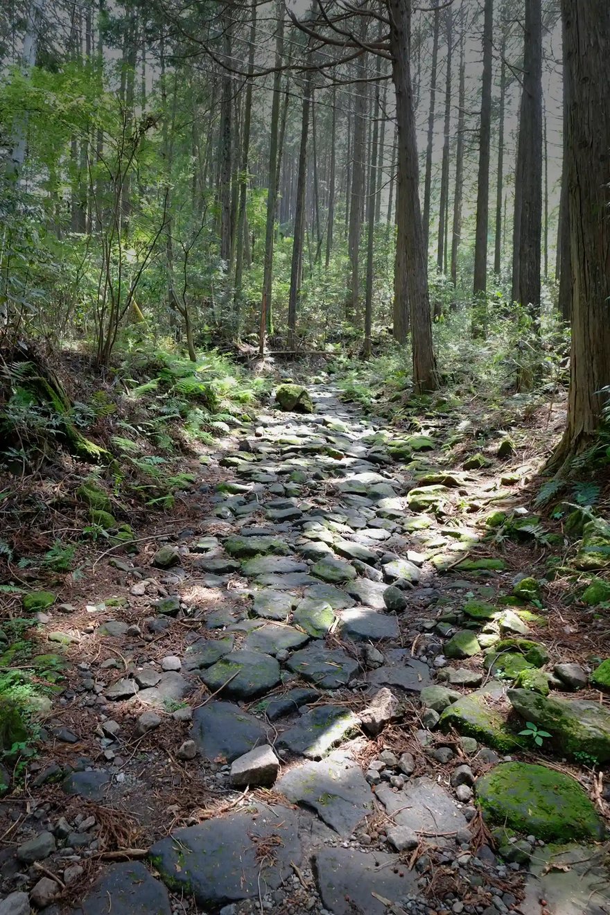 Hakone_s Old Tōkaidō Cobblestone Path