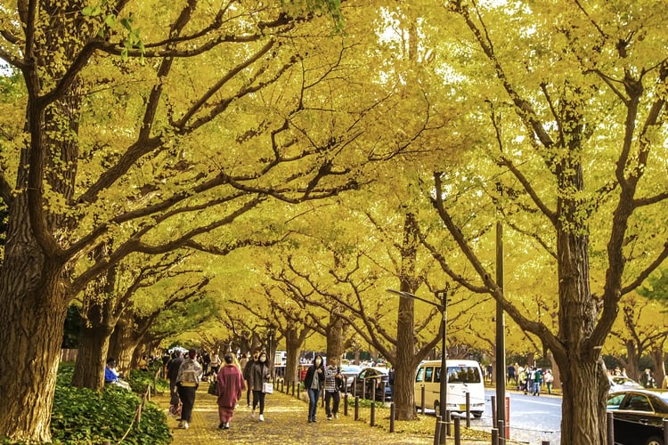 The Ginkgo Avenue of Meiji Jingū Gaien, Tokyo