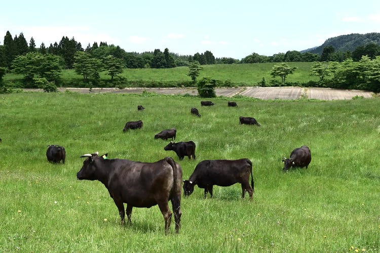 Wagyu Grazing at a Highland Ranch
