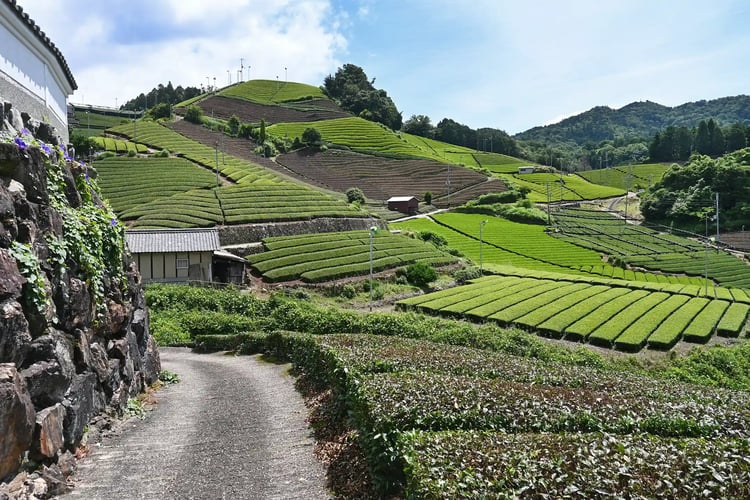 The quintessential Japanese scenery Tea fields spreading across Wazuka Town, Kyoto Prefecture