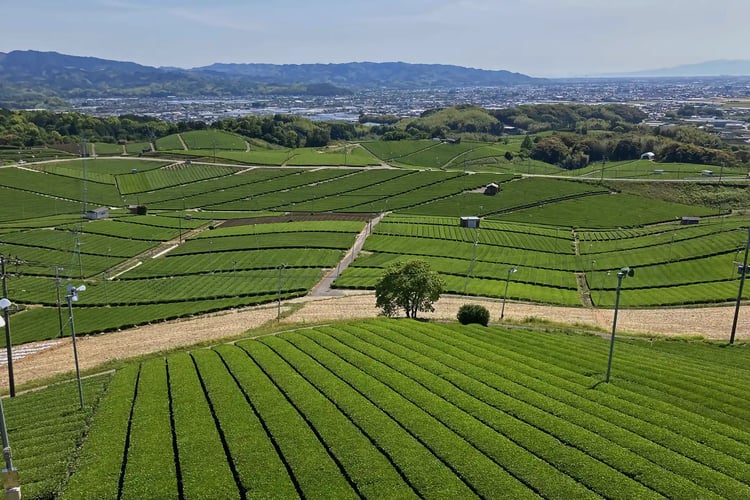 Yame Central Grand Tea Plantation
