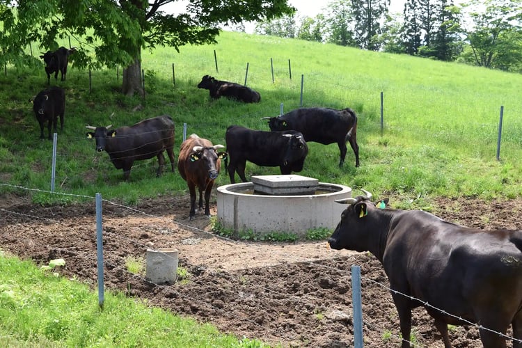 Cattle Grazing on a Highland Farm