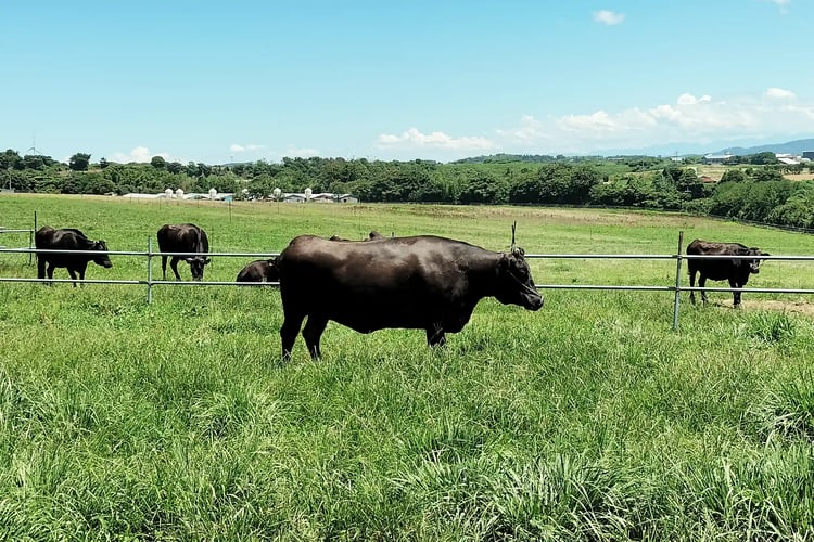 The refreshing scenery of OK Ranch