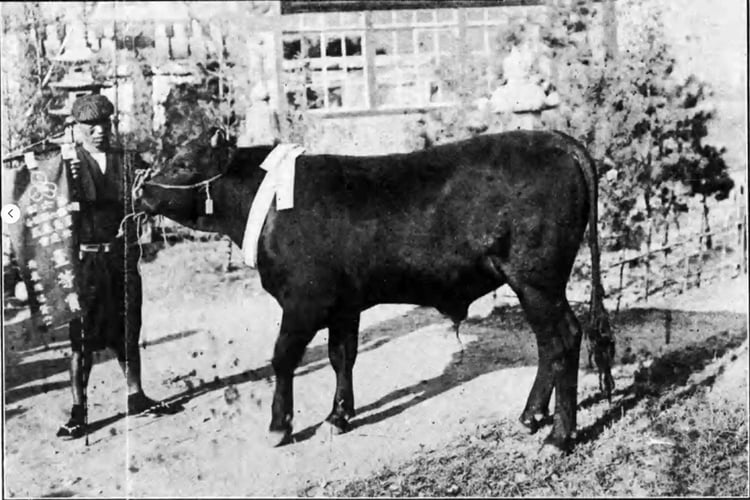 Wagyu Fukutomi-go won the first prize as an improved Japanese breed in 1912