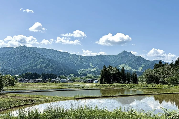 A Satoyama Landscape with Sprawling Rice Paddies