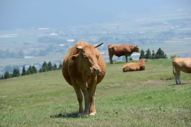 Cows, Horses, and Grasslands in Aso, Kumamoto Prefecture