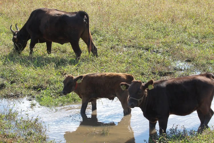 Tajima Wagyu Cattle Grazing