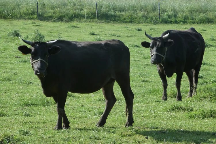 Grazing of Kuroge Wagyu cattle