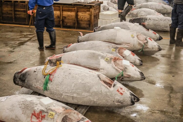 The Tuna Auction at Tsukiji Market